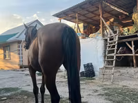 Jument, Thoroughbred horse — photo 6