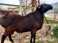 公羊, Sheep — 照片 3
