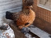 Chickens — Foto 6