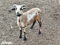 Dume la kondoo, Cameroon sheep — picha 3
