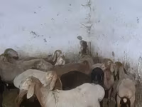Kambing jantan, Arashan sheep — foto 1