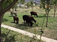 பெண் ஆடு, Edilbay sheep — புகைப்படம் 1