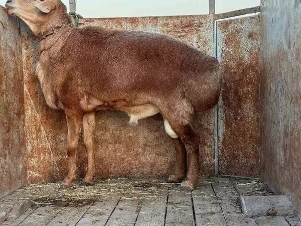 Bélier, Moutons