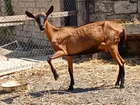بز ماده, Alpine goat — عکس 2