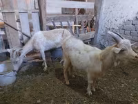 بز ماده, Saanen goat — عکس 4