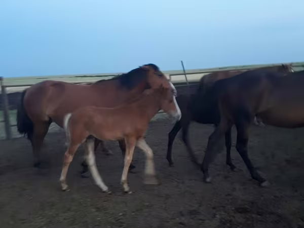 ม้าตัวเมีย, Horse breed
