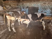 Dibi, Cattle — sawirka 1
