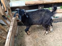 Теке, Nubian Goat — 5-сурет