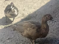 Ducks — foto 1