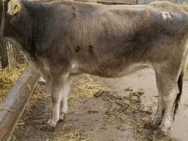 گاو ماده, Swiss cattle