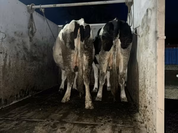Lembu betina, Russian Black pied cattle