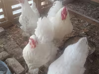 Chickens — عکس 7