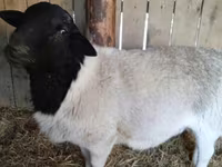 قوچ, Dorper sheep — عکس 3