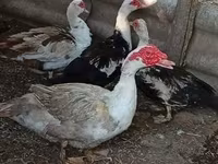 Ducks — foto 4