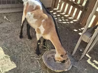 ፍየል, LaMancha goats — ፎቶ 1