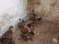 Ducks — zdjęcie 2