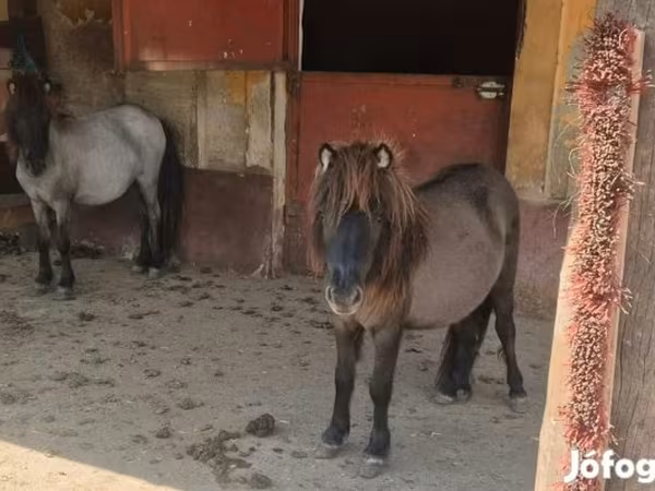 Klisna, Shetland Pony