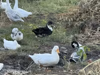 Ducks — photo 2