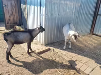 Nőstény kecske, Alpine goat — 2. fotó