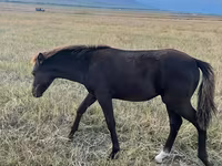 Kuda betina, Horses — foto 2