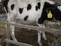 Bik, Russian Black pied cattle — fotografija 1