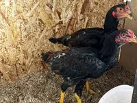 Chickens — fotografija 3