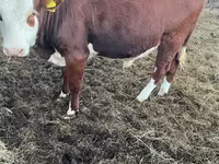 Rinder (Partie, Geschlecht nicht angegeben), Simmental cattle — Foto 1