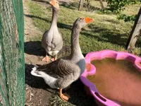 Geese — foto 1