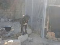 Çoban iti qafqaz2si 300m peyvəndi vurulub 1yasinda 2side — รูปภาพ 1