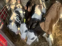 گاو و گوساله (گروه، جنسیت مشخص نشده), Russian Black pied cattle — عکس 3