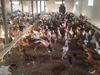 Chickens — 照片 4