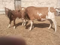 母牛, Simmental cattle — 照片 3