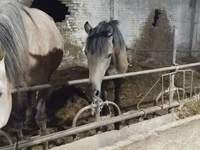 Kuda jantan, Horses — foto 4