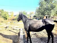 Klisna, Arabian horse — foto 4
