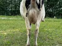 母牛, Holstein breed — 照片 2
