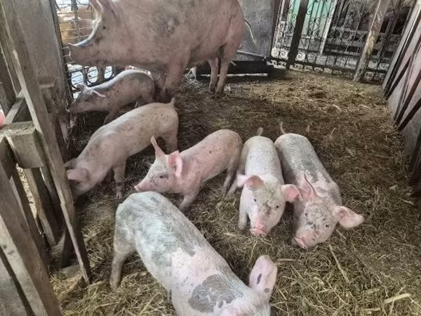 Pigs (batch, sex not specified), Pigs — Hungary