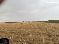 Elcserélnék vagy eladnák kukorica csuta bálát szarvasmarhára — foto 2