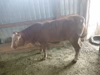 Lo’, Cattle — sawirka 1