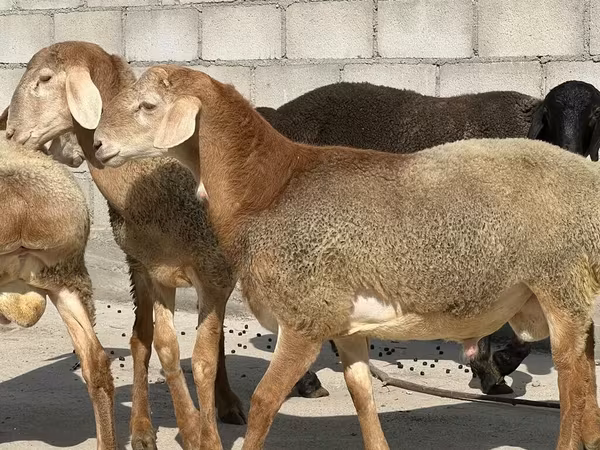 Beran, Arashan sheep