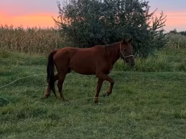 فرس, Horse breed