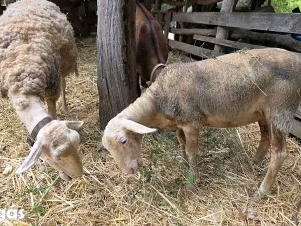 میش, Lacaune sheep