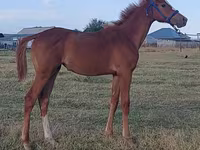 اسب نر, Thoroughbred horse — عکس 1