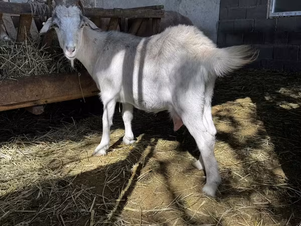 بز ماده, Alpine goat