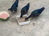 Muscovy domestica — foto 3