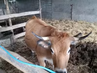 গাভী, Aubrac cattle — ছবি 1