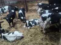 ثور, Russian Black pied cattle — الصورة 2