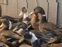 Ducks — 2 зураг