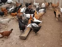 Chickens — 5 зураг