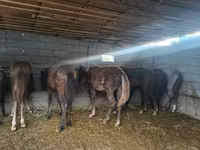 Cheval, Chevaux — photo 4