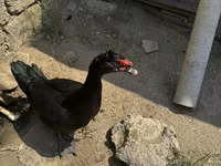 Ducks — عکس 3